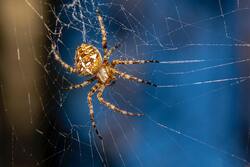 Pattern Brown Spider Insect Macro Image HD