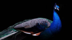 Peacock Bird 4K Background Wallpaper