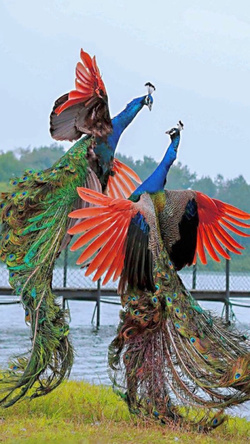 Peacock Fighting Pic