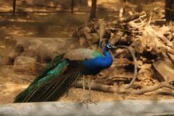 Peacock in Zoo Full HD Wallpaper