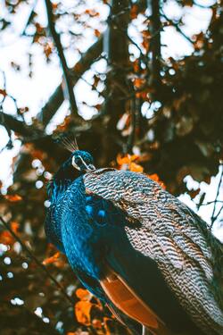 Peacock Indian National Bird Image