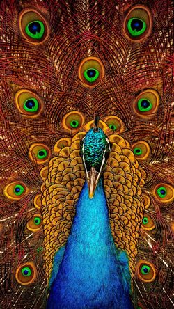 Peacock National Bird of India