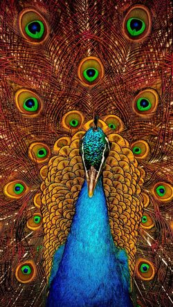 Peacock Painting Mobile Photo
