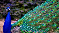 Peacock Peafowl Wallpaper