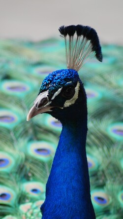 Peacock Tuft Mobile Photo