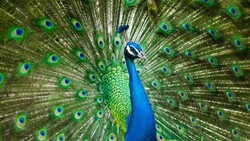 Peafowl 4K Pic