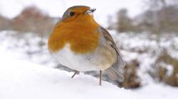 Pean Robin Bird in Snowy Mountain