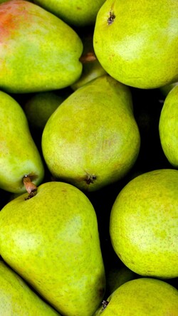 Pear Fruit Photo