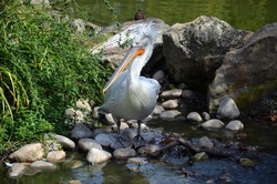 Pelican Bird Image