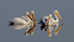 Pelican Birds Swimming in Water