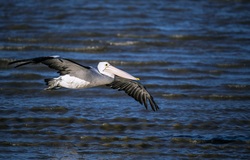 Pelican Flight Above Ocean