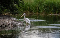 Pelican Hunting in Water