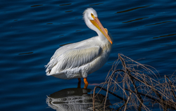 Pelican in Lake