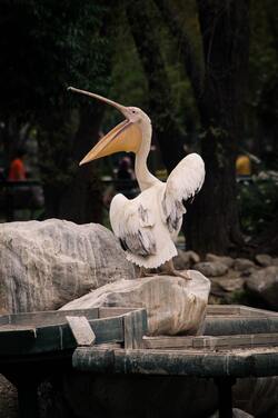 Pelican Standing on Stone with Open Beak