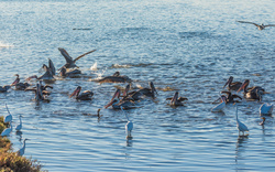 Pelicans in Water