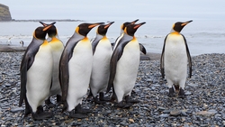 Pengins Standing Near Sea