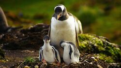 Penguin And 2 Baby Pengins