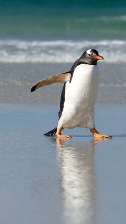 Penguin at Sea Shore