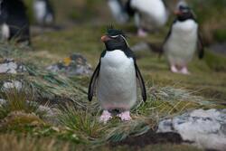 Penguin Baby Standing on Grass