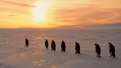 Penguin Bird Row During Sunset 4K Wallpaper