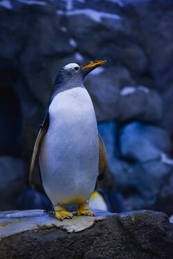Penguin Bird Standing On Rock