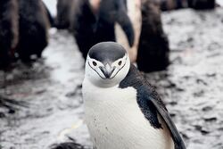 Penguin Close Up Pic