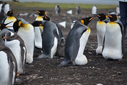 Penguin Colony Photo