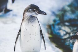 Penguin Head Turned Close Up