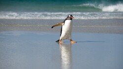 Penguin in Sea