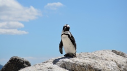 Penguin on Rocks 4K