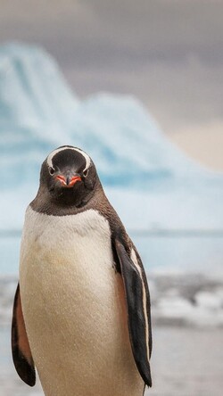 Penguin Posing For Photo