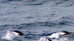 Penguin Swimming in Ocean