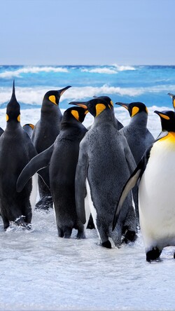 Penguin Talking With Each Others