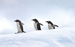 Penguin Walking in Snow