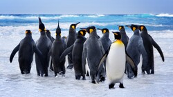 Penguins Group Raft 4K Photo