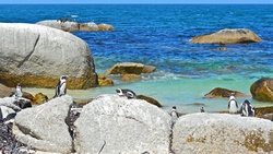 Penguins on Beach