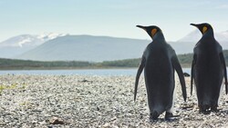 Penguins Standing Near Sea
