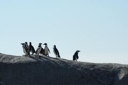 Penguins Standing on Rock