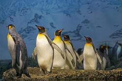 Penguins Walking on Surface