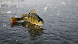 Perch Fish in Rain