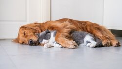 Pets Dog and Cat Sleeping Together