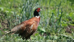 Pheasant Bird on The Grass