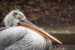 Photo of Elder Dalmatian Pelican Bird