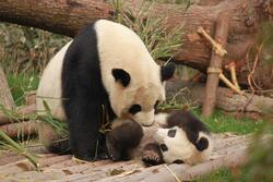 Photo of Panda And Cub Playing HD