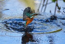 Photography of Kingfisher Flying Above Water