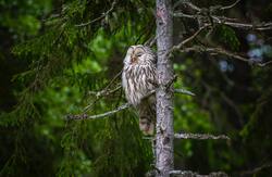 Photography of Owl Sitting on Branch