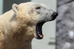 Photography of White Polar Bear Opening Mouth