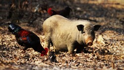 Pig Child and Buckeye Chicken Photo