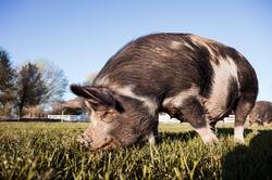 Pig Pasturing in Farmyard