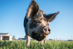 Pig Standing in Grass